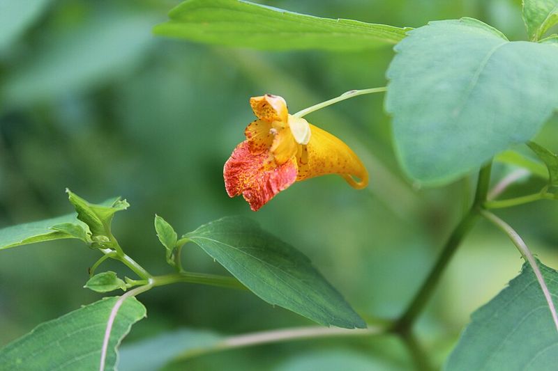 Late Flowers Make Jewelweed Valuable As Summer Color Fades
