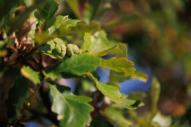 Late Frosts May Disrupt Flowering Late Frosts May Disrupt Flowering