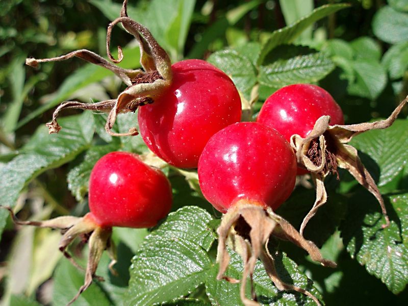 Late Fruit Keeps Wildlife Visiting Your Garden