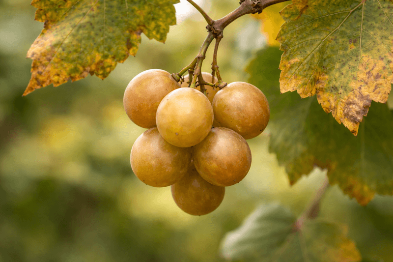Late Fry Delivers Large Bronze Berries Around Midseason Late Fry Delivers Large Bronze Berries Around Midseason