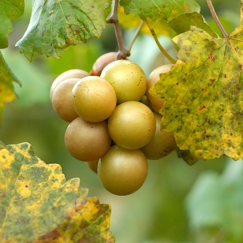 Late Fry Delivers Large Bronze Fruit Later In Season Late Fry Delivers Large Bronze Fruit Later In Season