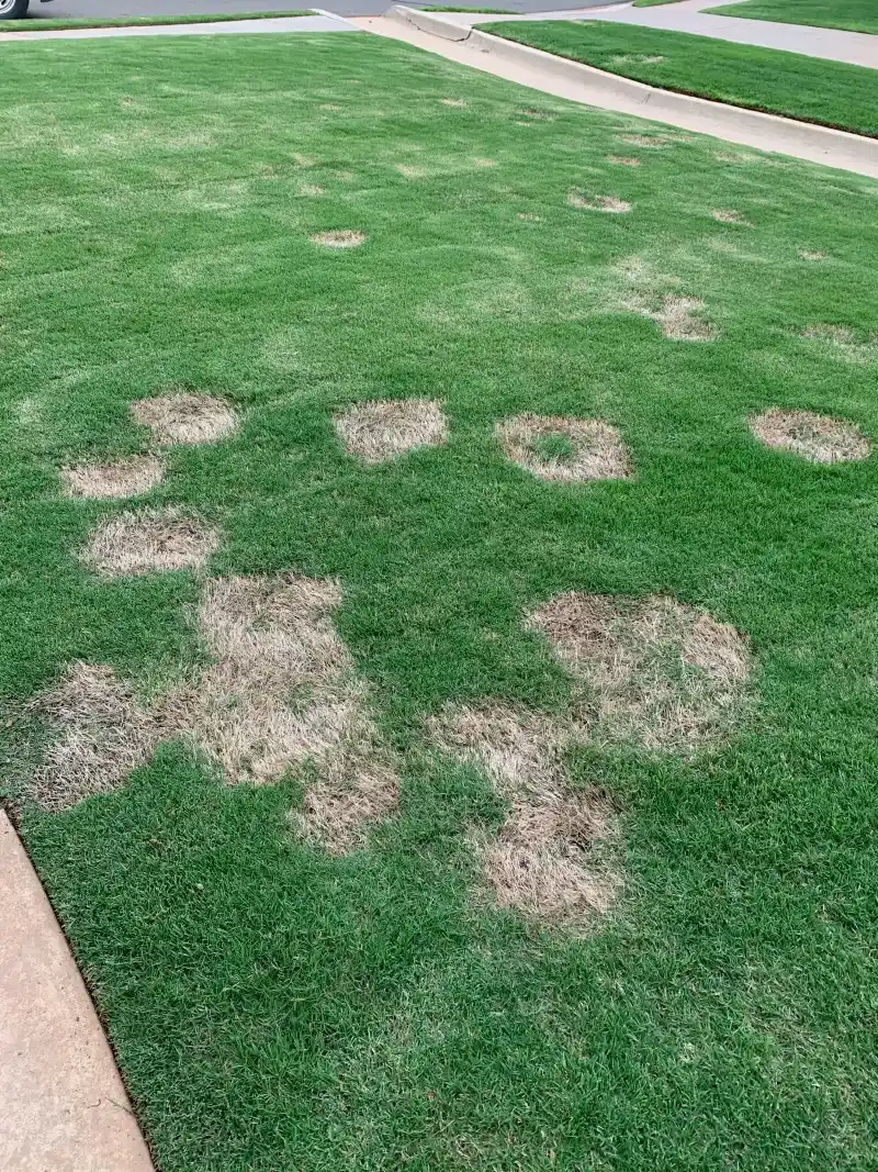 Late Nitrogen Pushes Risky New Growth Late Nitrogen Pushes Risky New Growth