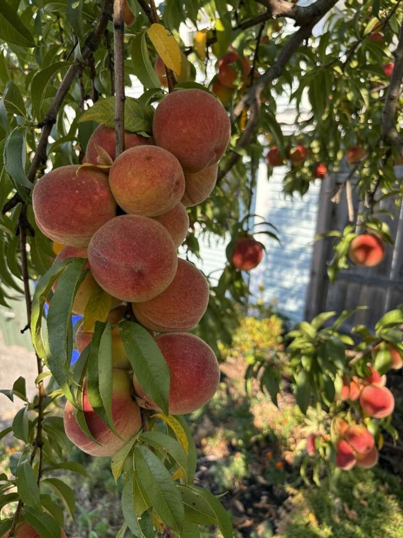 Late Peaches Hanging On Through Labor Day