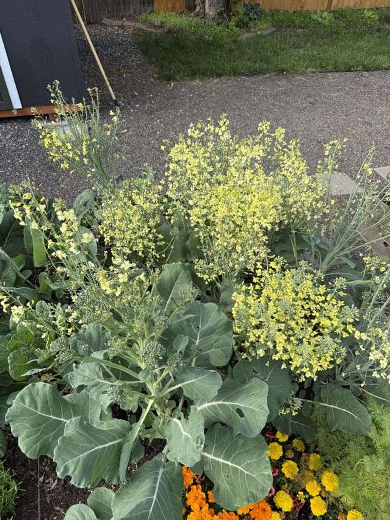 Late Planting Can Push Broccoli Into Heat