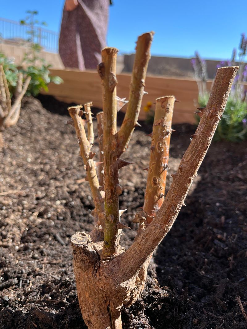 Late Pruning Can Disrupt Winter Preparation Late Pruning Can Disrupt Winter Preparation