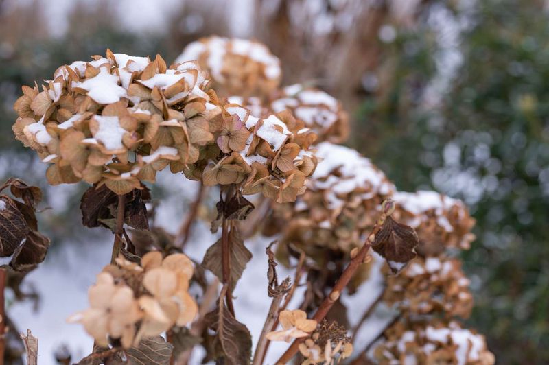 Late Pruning Of Old-Wood Hydrangeas And Its Effect On Winter Flower Buds Late Pruning Of Old-Wood Hydrangeas And Its Effect On Winter Flower Buds