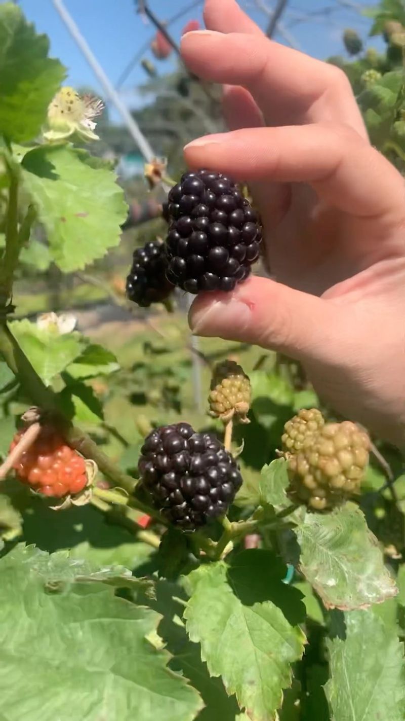 Late-Season Blackberries