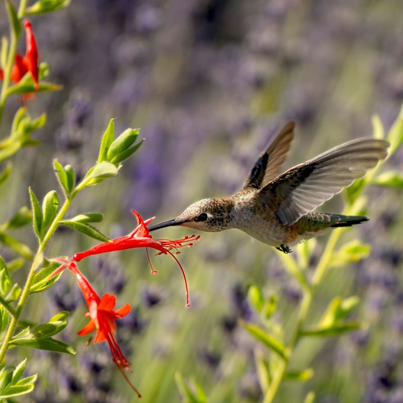 Late-Season Blooms That Feed Hummingbirds