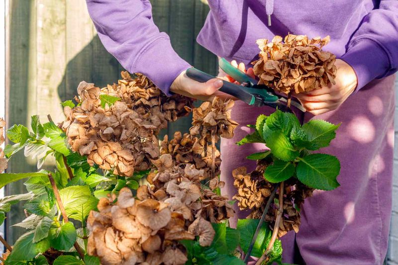 Late Season Cutting That Can Remove Next Year's Hydrangea Flowers Late Season Cutting That Can Remove Next Year's Hydrangea Flowers