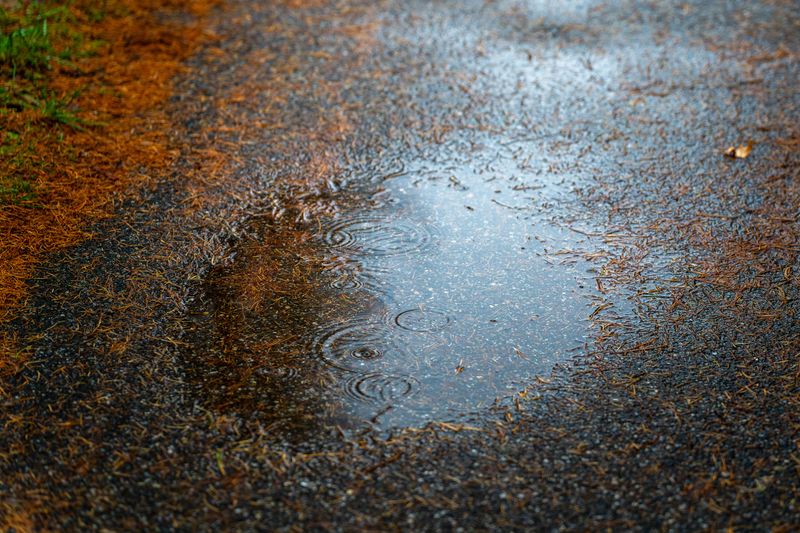 Late-Season Downpours Reload Backyard Puddles