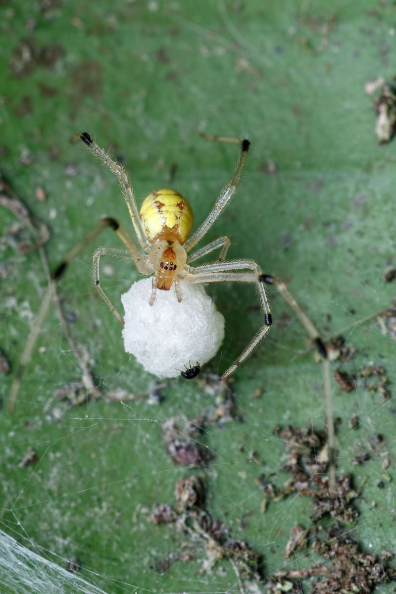 Late-Season Egg Laying Pushes Females To Bulk Up