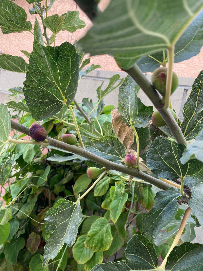 Late Season Fruit Sometimes Runs Out Of Time