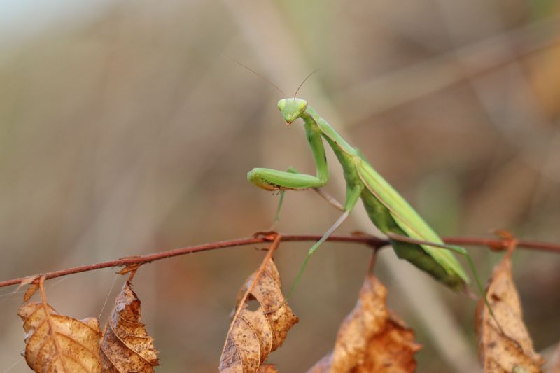 Late-Season Mantis Populations Peak Right Around Fall Late-Season Mantis Populations Peak Right Around Fall