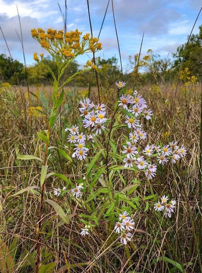 Late Season Nectar Becomes Increasingly Scarce Late Season Nectar Becomes Increasingly Scarce