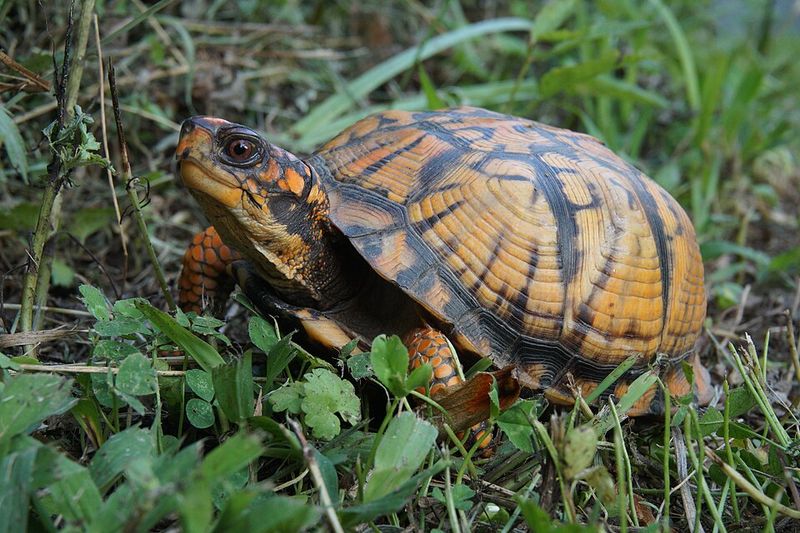 Late-Season Nesting Trips Bring Females Into The Open