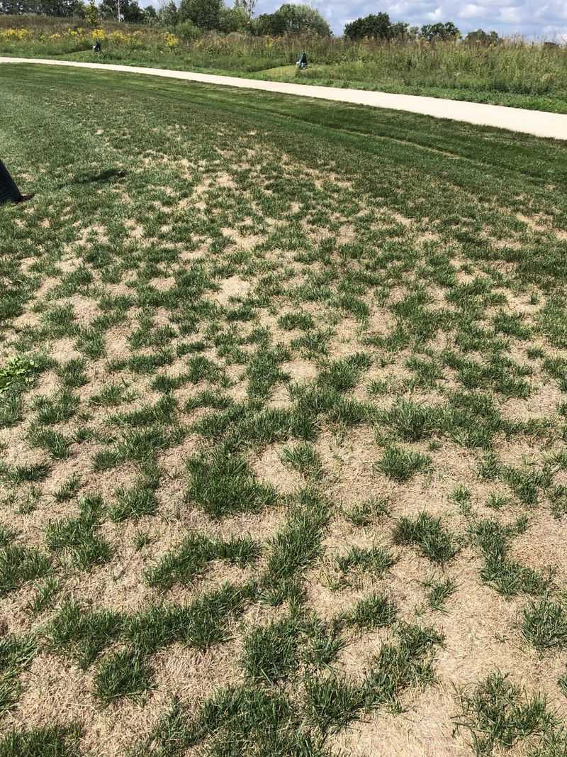 Late Seeding Limits Your Options For Overseeding Thin Spots