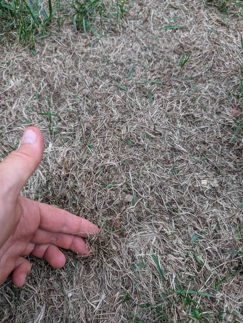 Late Seeding Risks Ahead Of The First Hard Frost Late Seeding Risks Ahead Of The First Hard Frost