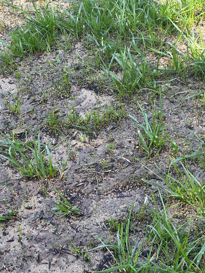 Late Seedlings And Winter Heave Are A Rough Match