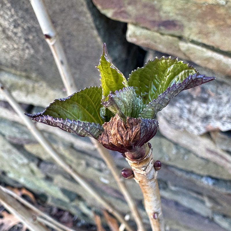 Late Spring Frost Damaged New Buds Late Spring Frost Damaged New Buds