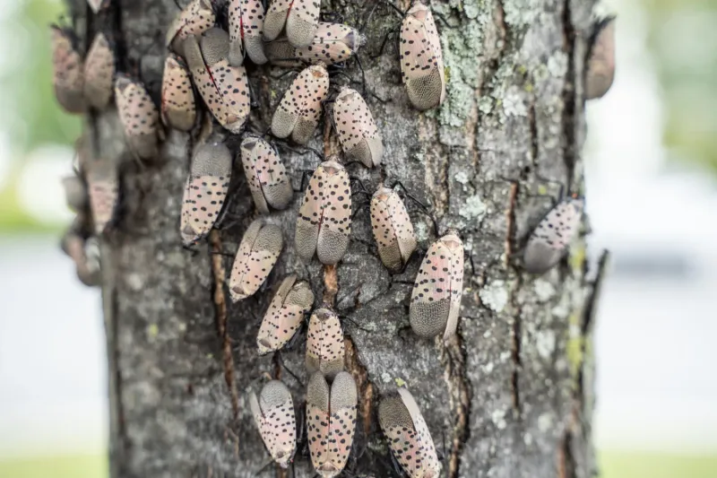Late Summer Adults Are Now Hard To Miss Late Summer Adults Are Now Hard To Miss