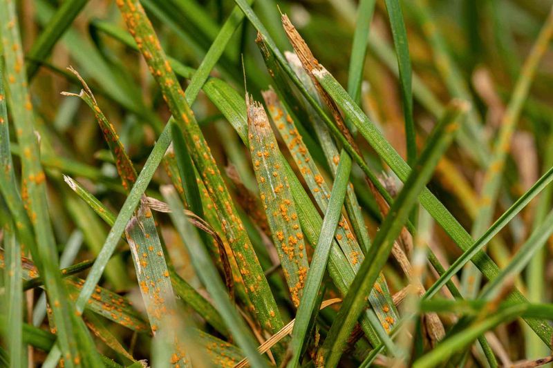 Late Summer And Early Fall Favor Rust Development