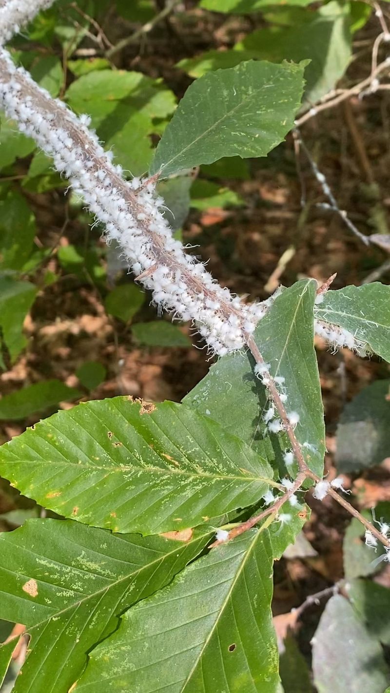 Late Summer And Early Fall Timing In Michigan Woodlots