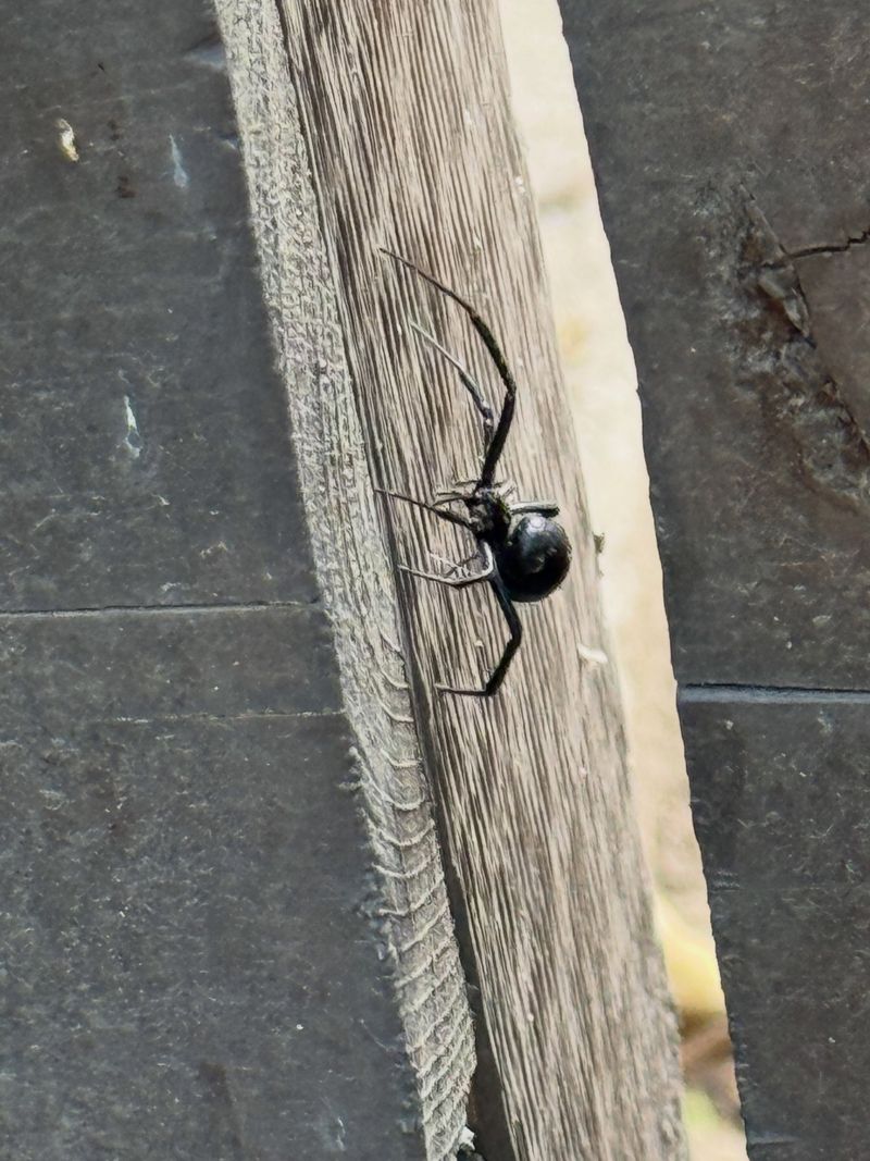 Late Summer And Fall Can Increase Sightings