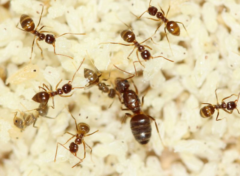 Late Summer And Fall Population Peaks