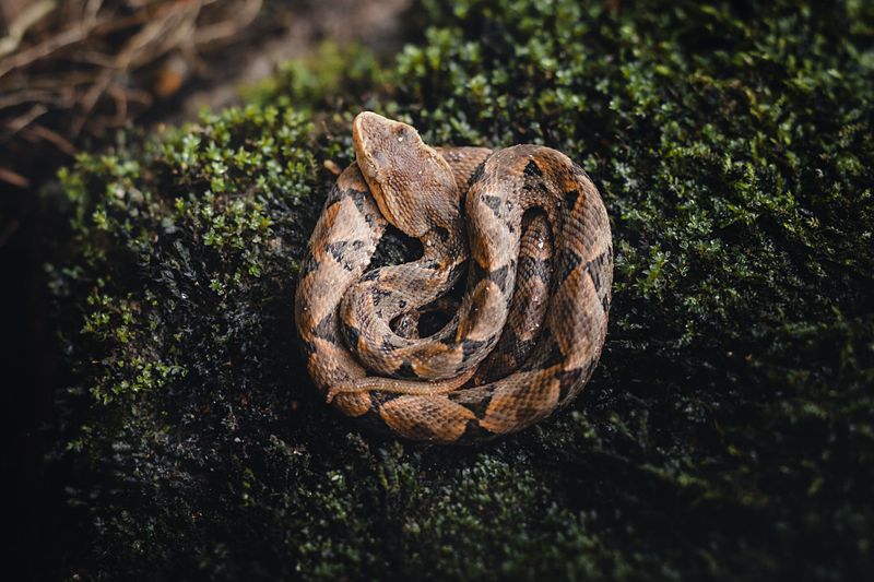 Late Summer Brings Baby Copperheads Into The Mix