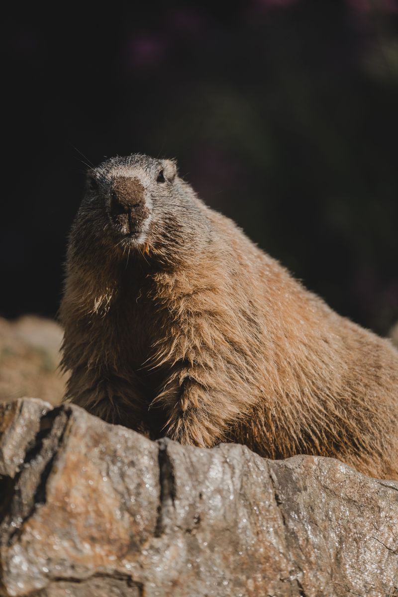 Late Summer Can Put Young Groundhogs On Their Own