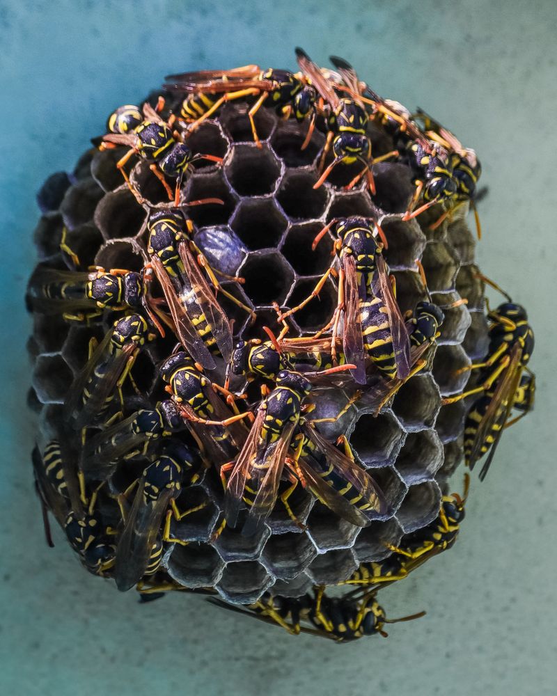 Late-Summer Colonies Hit Their Biggest Size