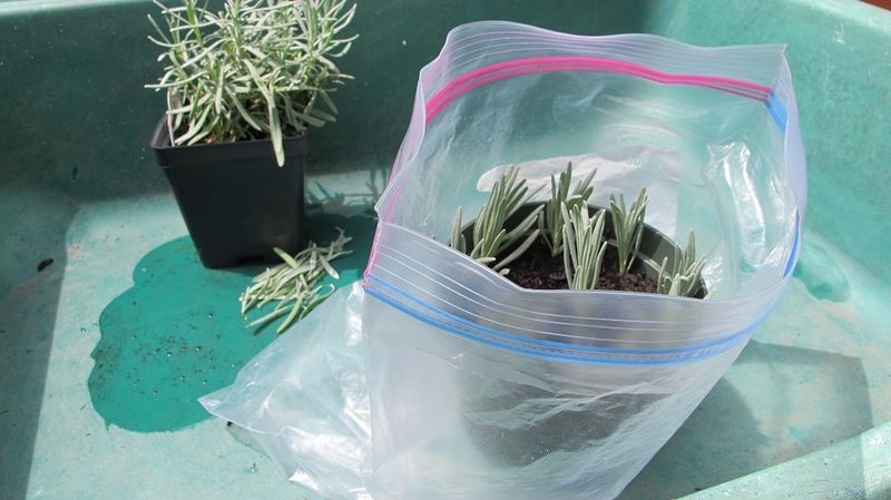 Late-Summer Cuttings Need Arizona-Specific Heat Protection