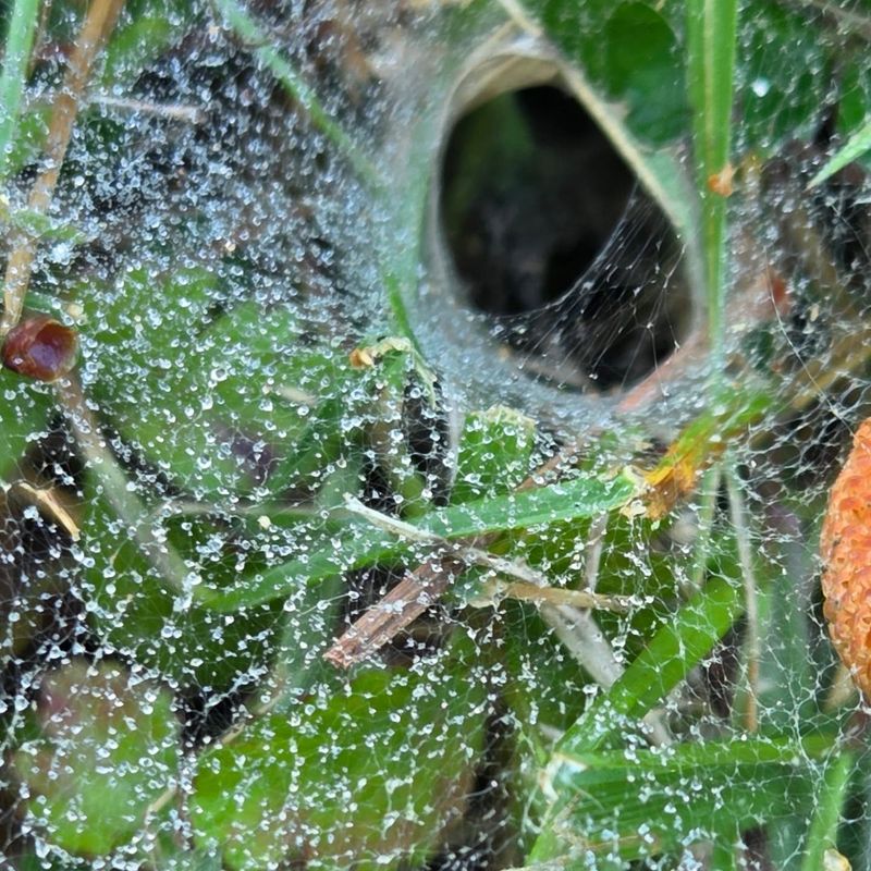 Late Summer Dew And The Sudden Reveal