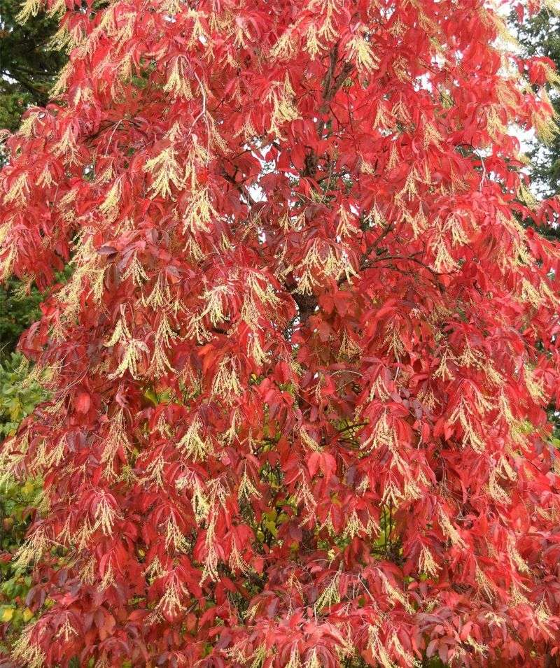 Late Summer Dry Spells Push The Timeline Forward
