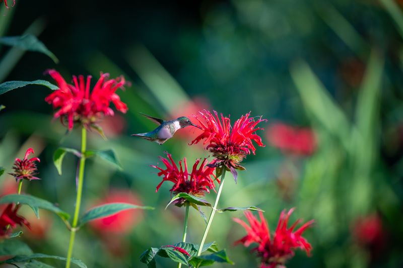 Late-Summer Flowers Hit Their Peak