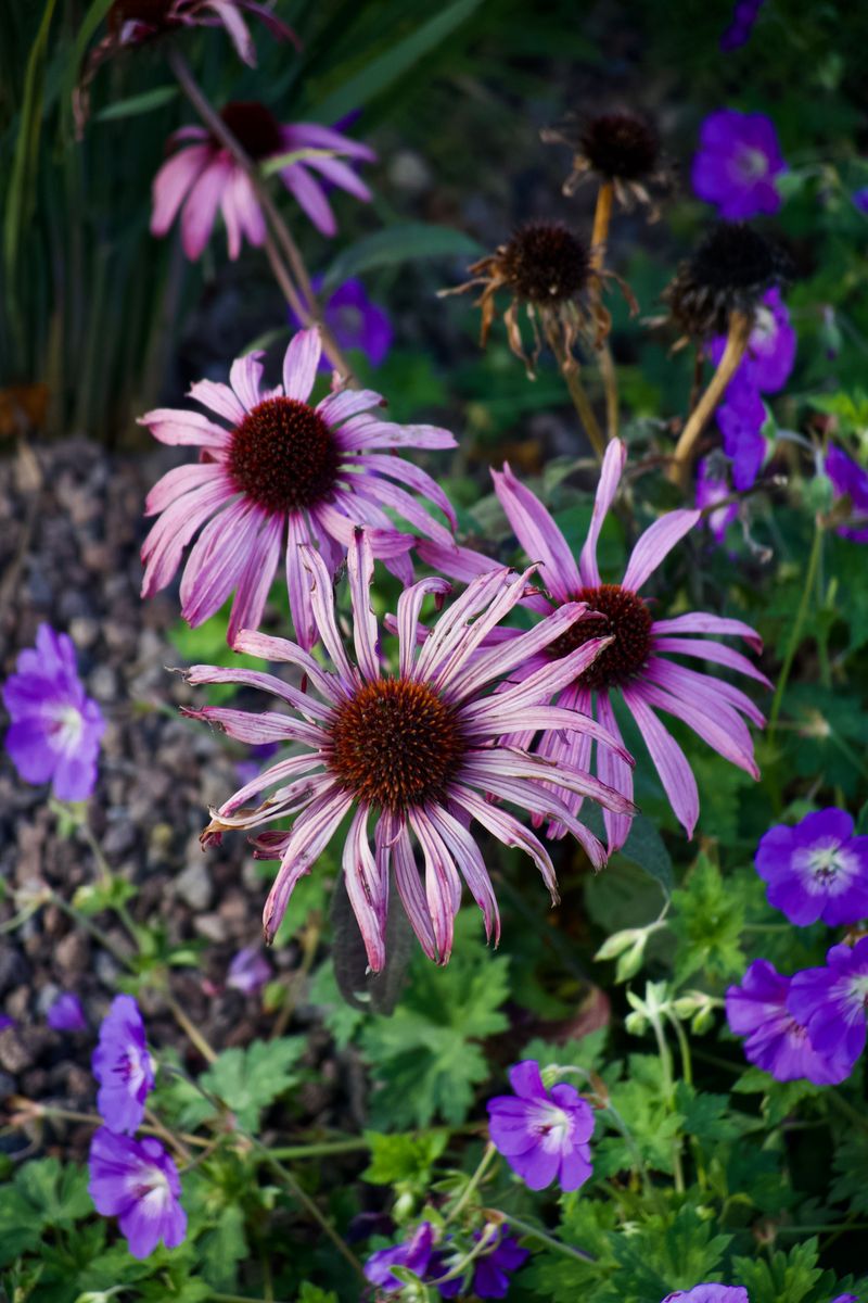 Late Summer Flowers Start Fading Out