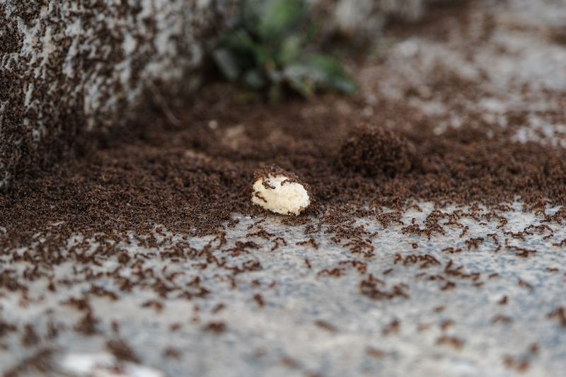Late Summer Is Peak Colony Growth Season Late Summer Is Peak Colony Growth Season