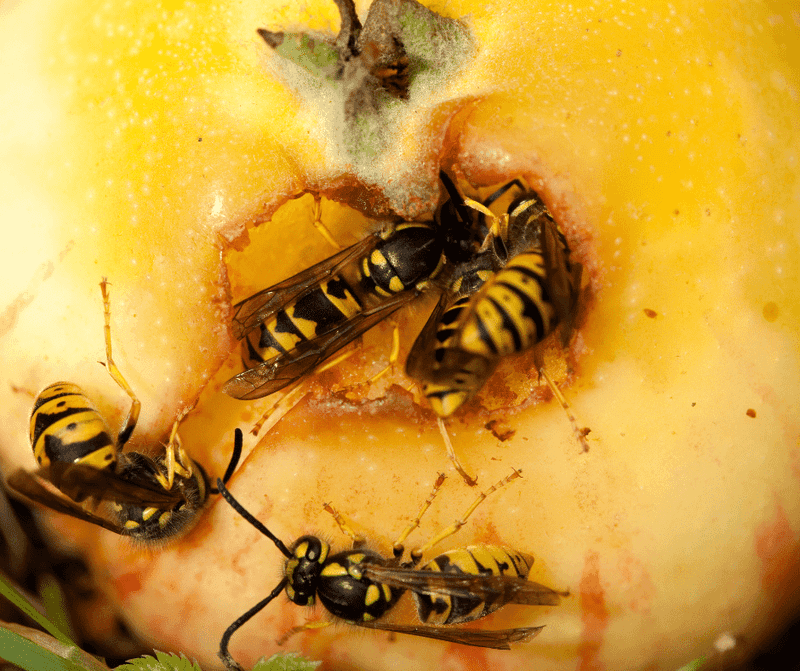 Late Summer Is When Yellow Jackets Get Pushiest