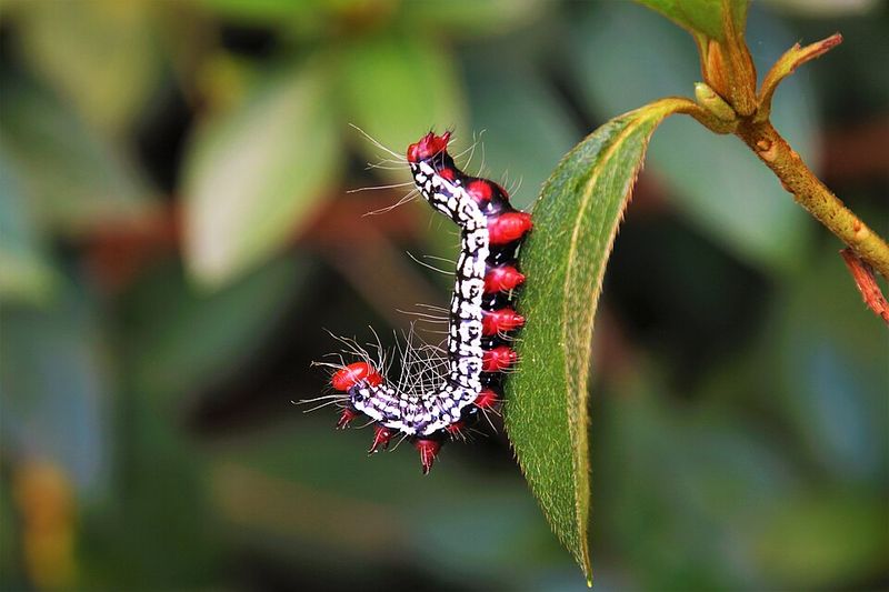 Late-Summer Leaf Stripper With A Bright Red Head Late-Summer Leaf Stripper With A Bright Red Head