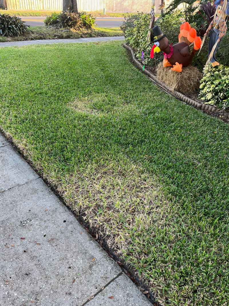 Late-Summer Nematodes Can Weaken The Roots Without An Obvious Surface Clue