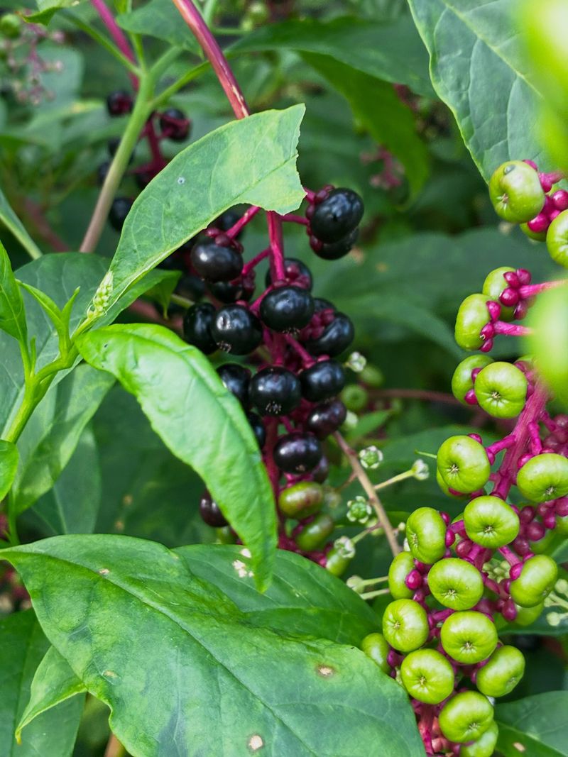 Late Summer Through First Frost Marks Peak Ripening Season