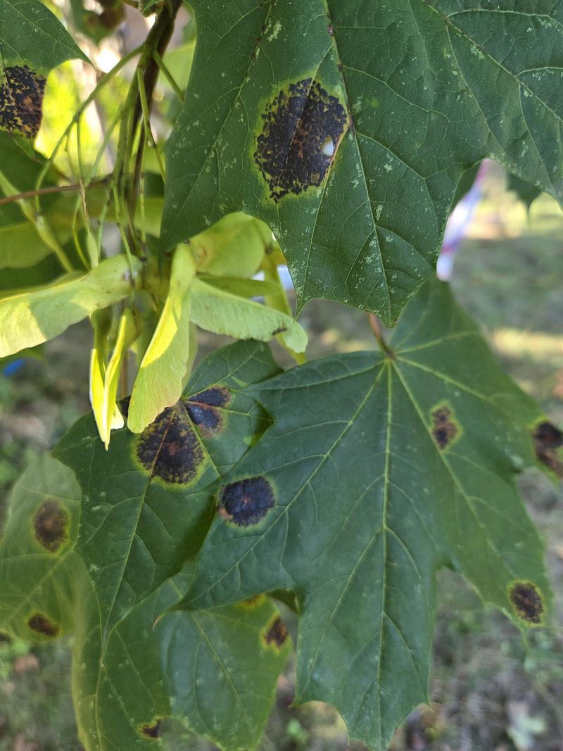 Late Summer Timing And The September Reveal