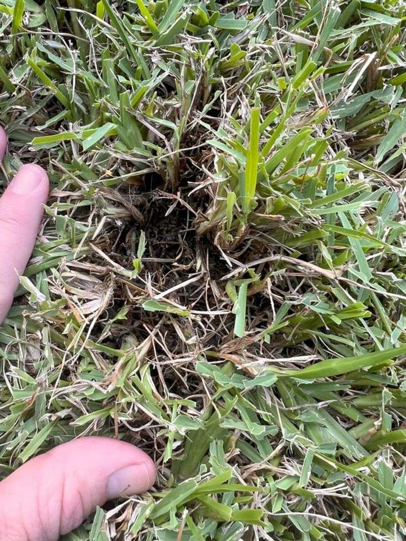 Late Summer Timing In Florida Yards