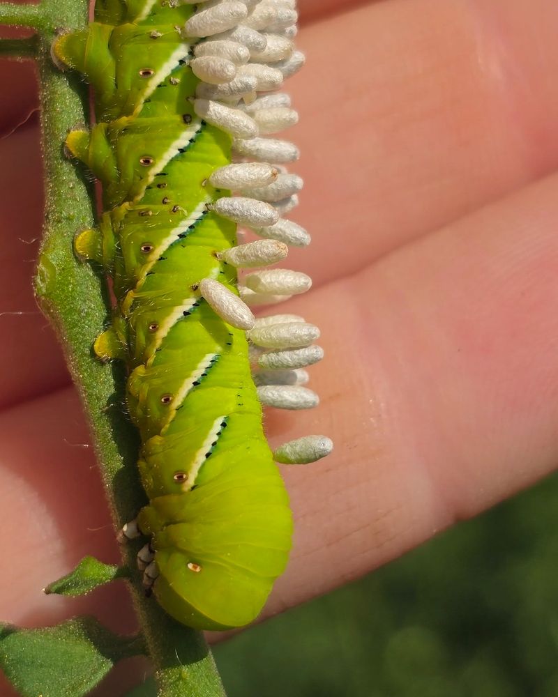 Late Summer Timing In Missouri Gardens