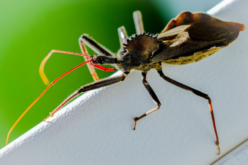 Late Summer Timing Signals The End Of A Long Life Cycle