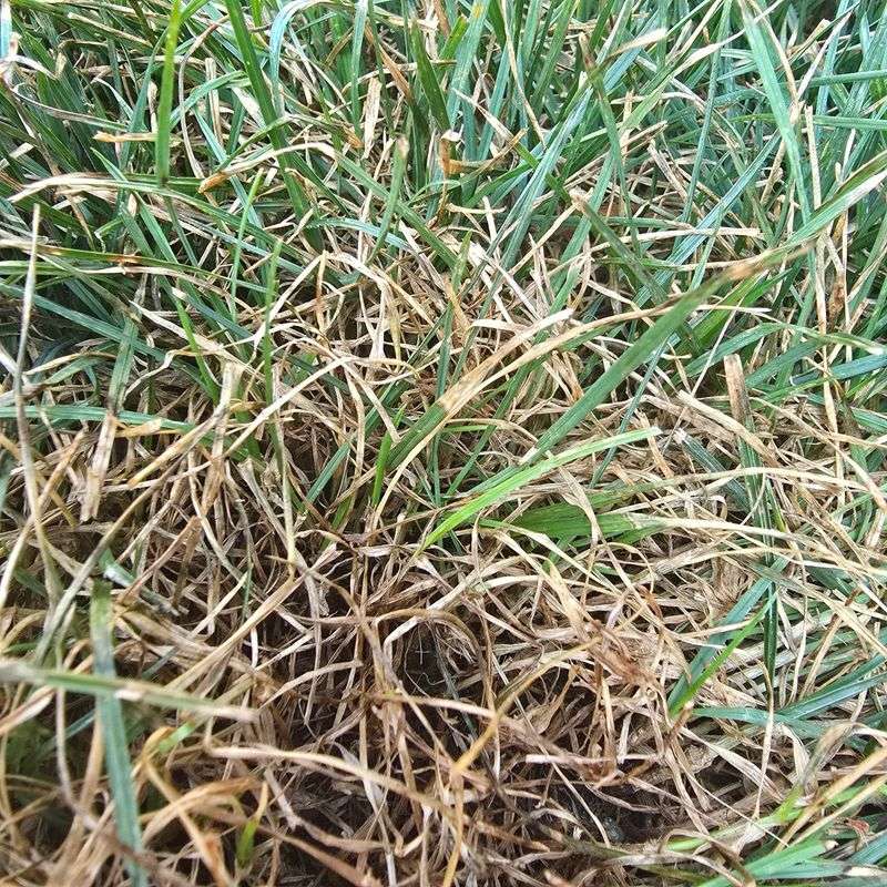 Late Summer Weather And The Spore Surge In New England