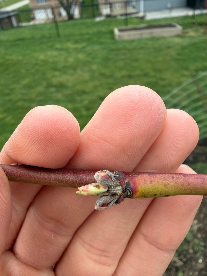 Late Winter Before Bud Swell Can Provide Another Treatment Window