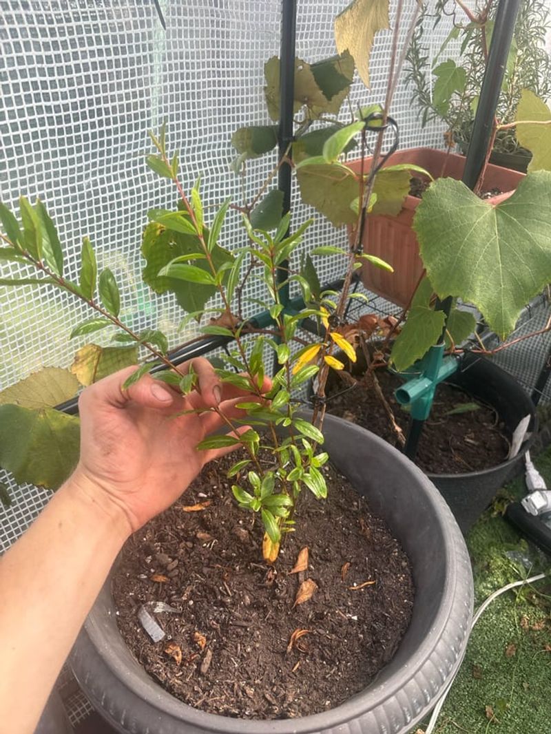Late Winter Is The Main Pruning Window Late Winter Is The Main Pruning Window