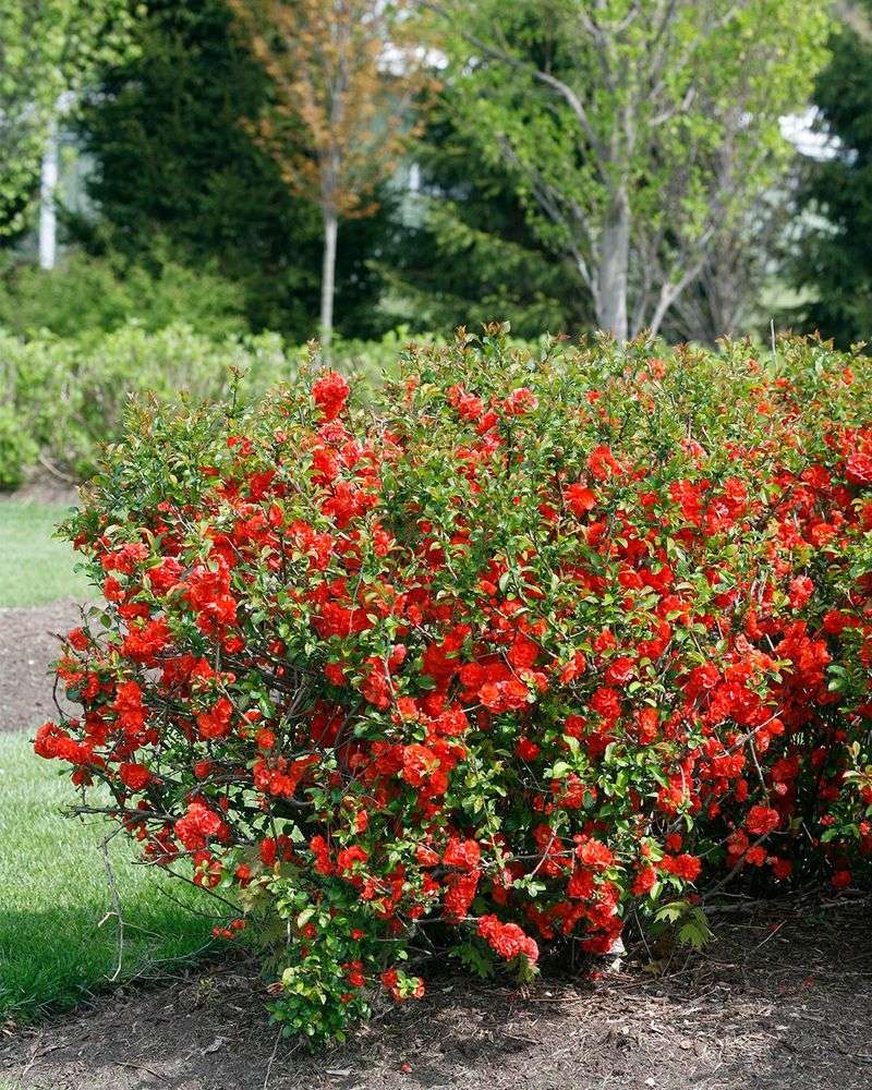 Late Winter Pruning And The Payoff Next Spring Late Winter Pruning And The Payoff Next Spring