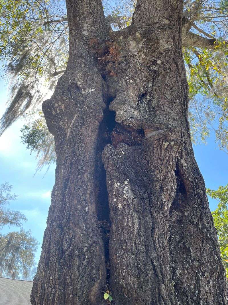 Laurel Oak With A Hollow Trunk